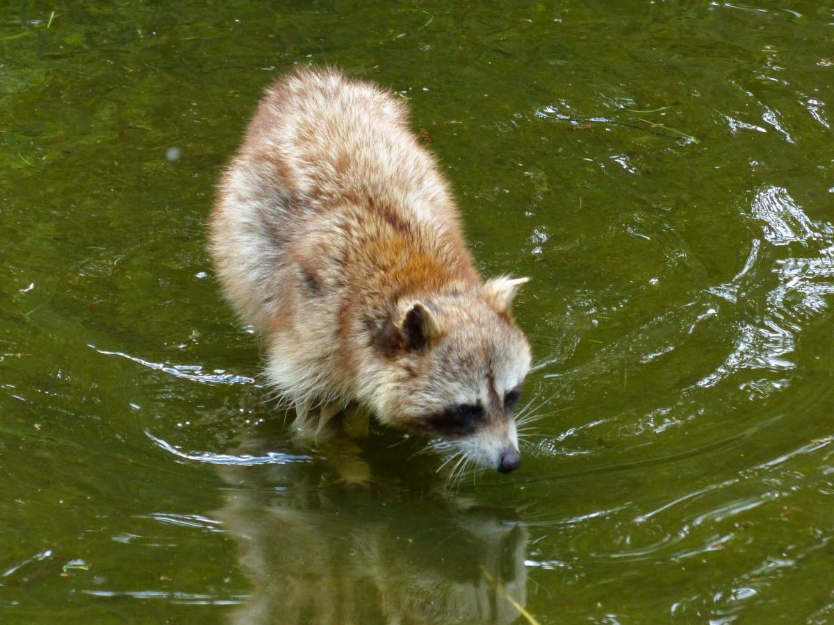 Wildtierpark