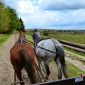 Kuschfahrt in der Lüneburger Heide
