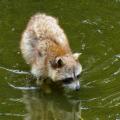 Wildtierpark